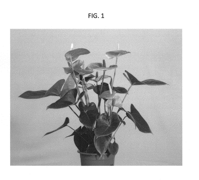 Figure 1 of US plant patent PP29458, the photograph of ARAANTPIN1 printed in the patent.
