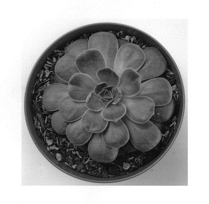 Figure 1 of US plant patent PP29459, the photograph of Green Delight printed in the patent.