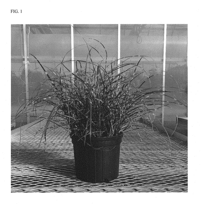 Figure 1 of US plant patent PP29460, the photograph of NCMS2B printed in the patent.