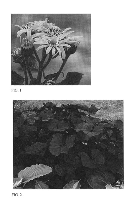Figure 1 of US plant patent PP29461, the photograph of King Kong printed in the patent.