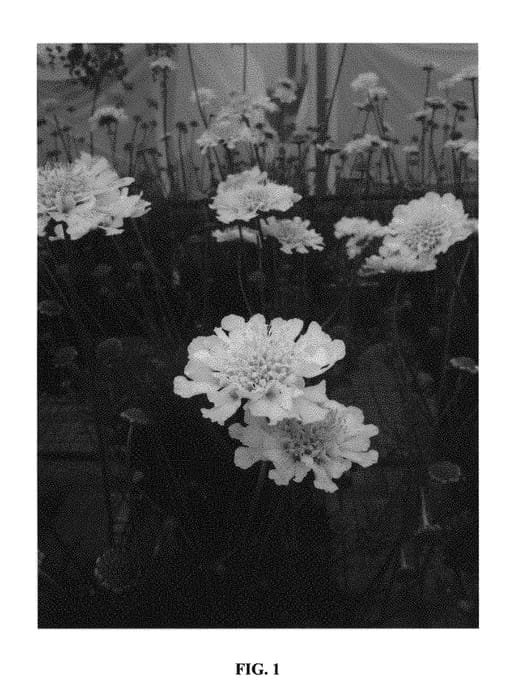 Figure 1 of US plant patent PP29462, the photograph of ICHWHIT printed in the patent.