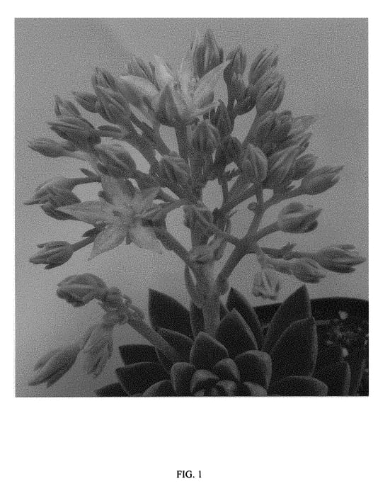 Figure 1 of US plant patent PP29463, the photograph of Spring Glow printed in the patent.