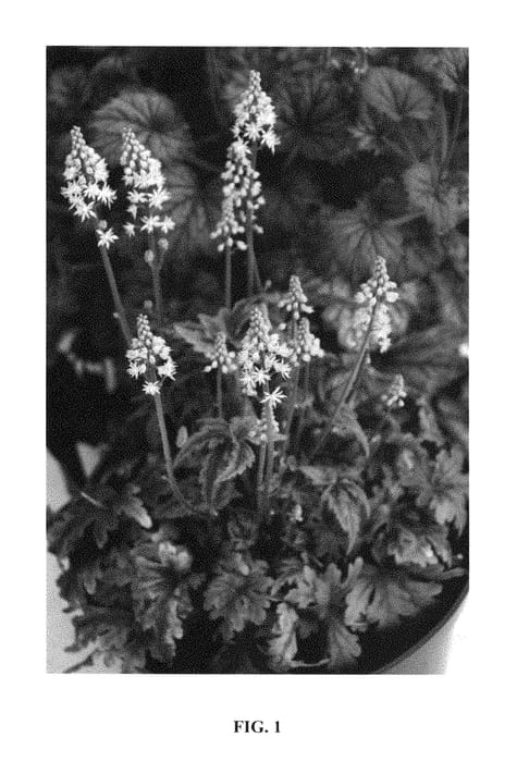 Figure 1 of US plant patent PP29464, the photograph of GOWING printed in the patent.