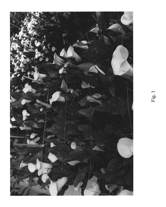 Figure 1 of US plant patent PP29465, the photograph of Copacabana printed in the patent.