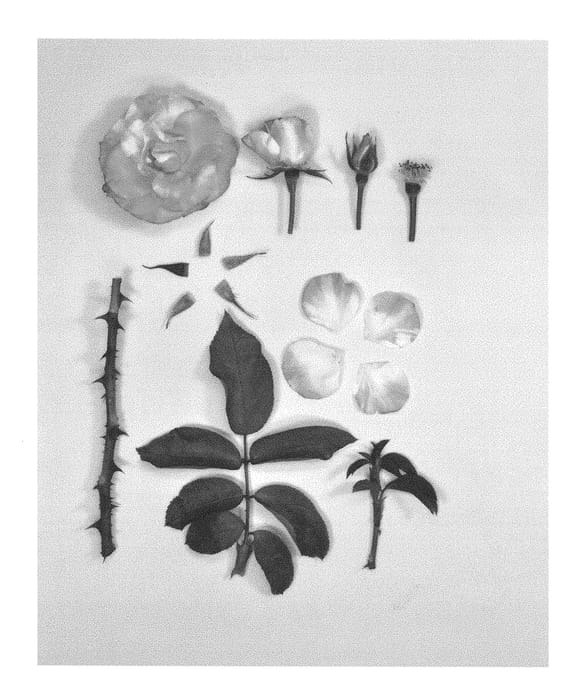 Figure 1 of US plant patent PP29466, the photograph of KORbaymun printed in the patent.