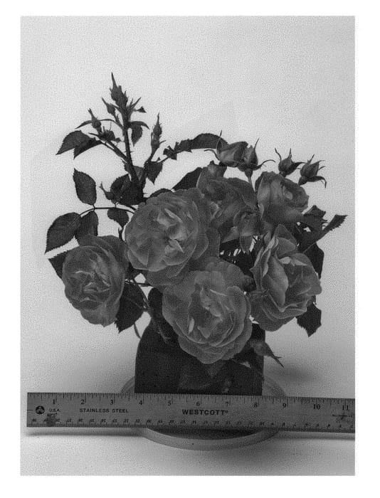 Figure 1 of US plant patent PP29467, the photograph of WEKfawibyblu printed in the patent.