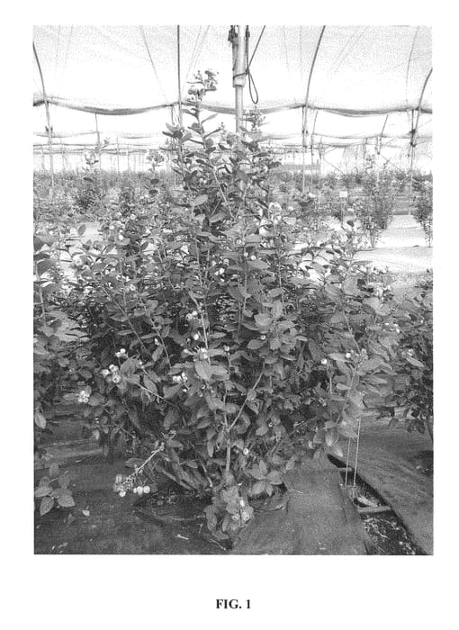 Figure 1 of US plant patent PP29468, the photograph of FCM12-045 printed in the patent.