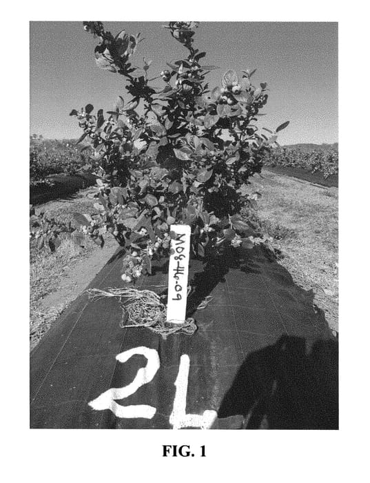 Figure 1 of US plant patent PP29469, the photograph of Ridley 4609 printed in the patent.
