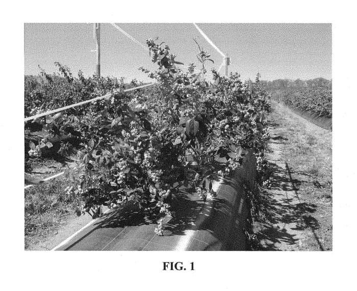 Figure 1 of US plant patent PP29470, the photograph of Ridley 4408 printed in the patent.