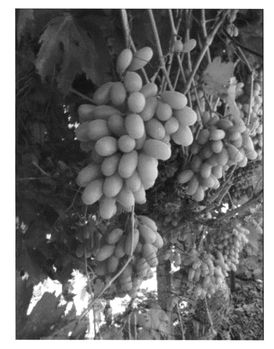 Figure 1 of US plant patent PP29471, the photograph of SV21-61-373 printed in the patent.
