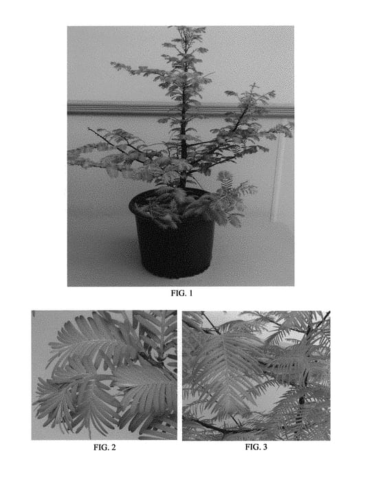 Figure 1 of US plant patent PP29472, the photograph of WAH-08AG printed in the patent.
