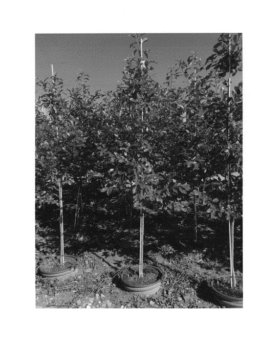 Figure 1 of US plant patent PP29473, the photograph of The James printed in the patent.