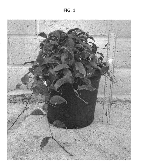 Figure 1 of US plant patent PP29474, the photograph of TWD02 printed in the patent.