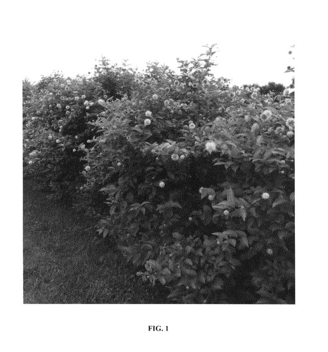 Figure 1 of US plant patent PP29475, the photograph of Bailoptics printed in the patent.