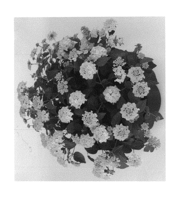 Figure 1 of US plant patent PP29476, the photograph of Duelanhavsunse printed in the patent.