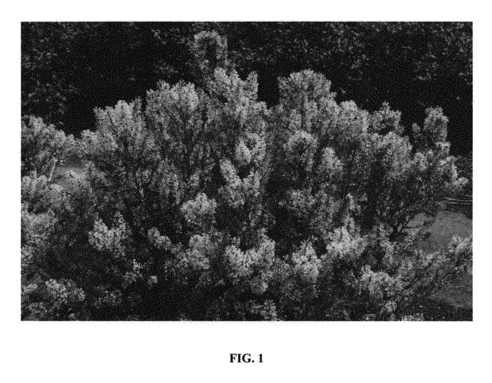 Figure 1 of US plant patent PP29477, the photograph of Pink Flower Select printed in the patent.