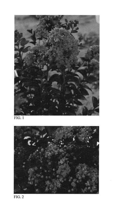 Figure 1 of US plant patent PP29478, the photograph of Spiced Plum printed in the patent.