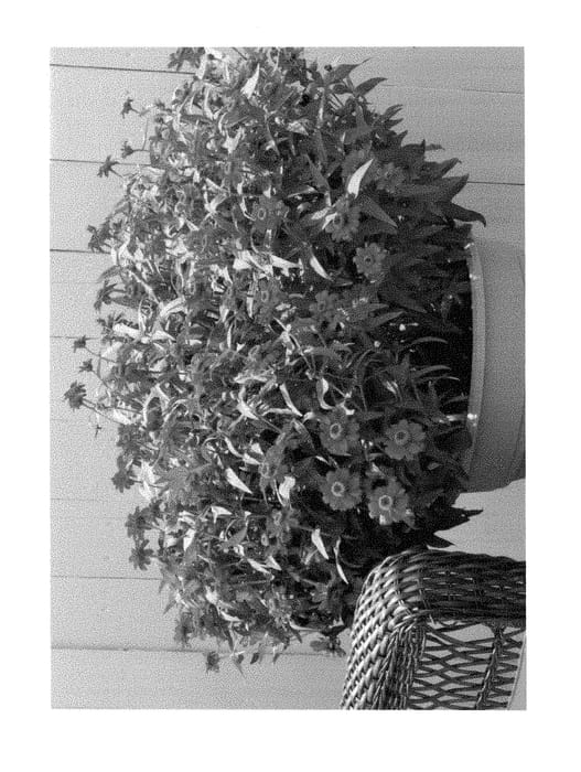 Figure 1 of US plant patent PP29479, the photograph of G13165 printed in the patent.