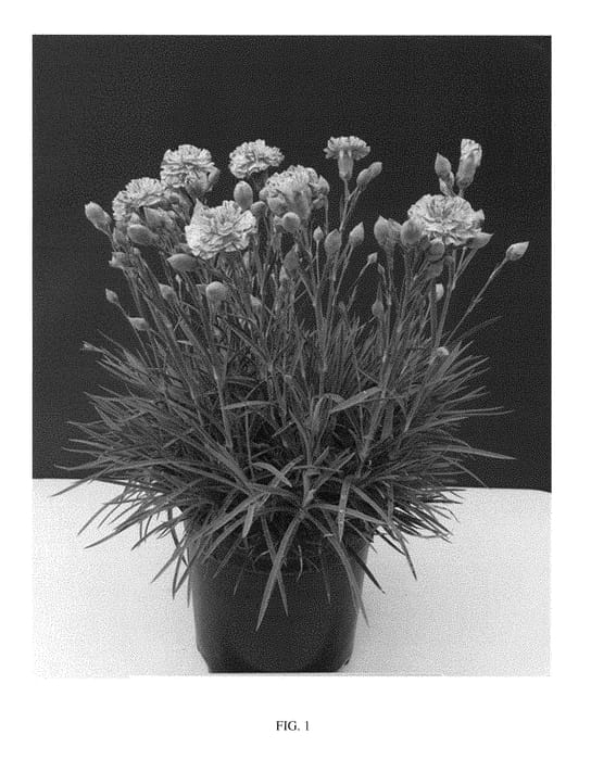 Figure 1 of US plant patent PP29480, the photograph of WP15 MOW08 printed in the patent.