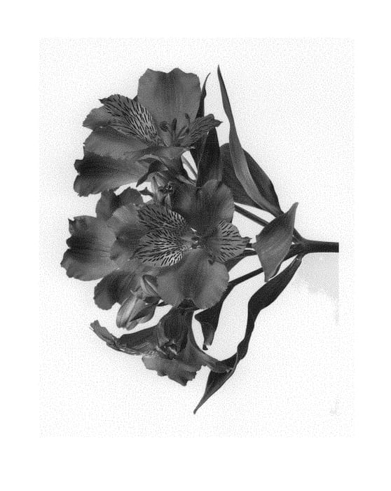 Figure 1 of US plant patent PP29481, the photograph of Zanalsron printed in the patent.