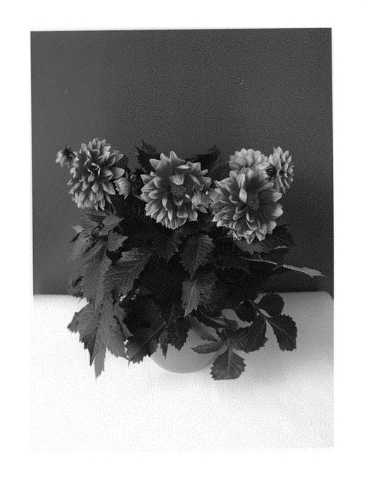 Figure 1 of US plant patent PP29482, the photograph of BKDAMFPB printed in the patent.