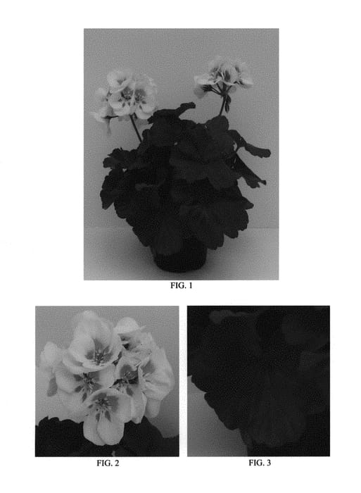 Figure 1 of US plant patent PP29483, the photograph of Toscat0542 printed in the patent.