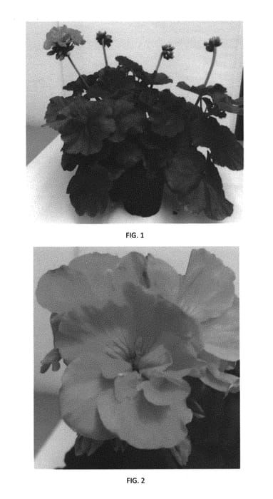 Figure 1 of US plant patent PP29484, the photograph of PEQZ0033 printed in the patent.