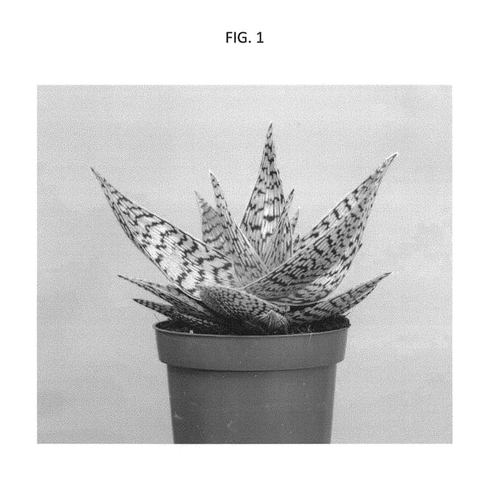 Figure 1 of US plant patent PP29485, the photograph of DEMI printed in the patent.
