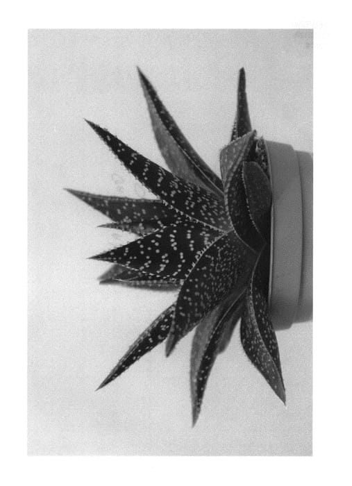 Figure 1 of US plant patent PP29486, the photograph of D Sigma printed in the patent.