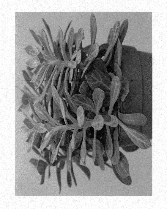 Figure 1 of US plant patent PP29487, the photograph of SI SEN 1005 printed in the patent.