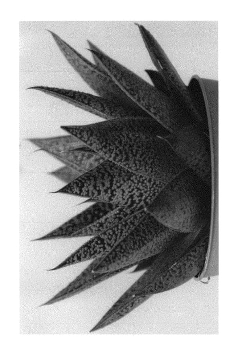 Figure 1 of US plant patent PP29488, the photograph of D Tiga printed in the patent.