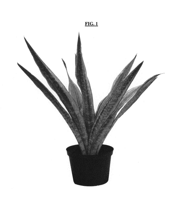 Figure 1 of US plant patent PP29489, the photograph of Lauren printed in the patent.
