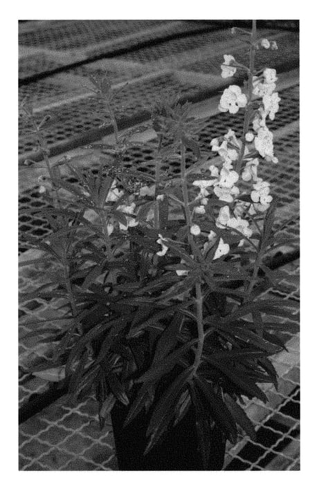 Figure 1 of US plant patent PP29490, the photograph of Ansuwhi printed in the patent.