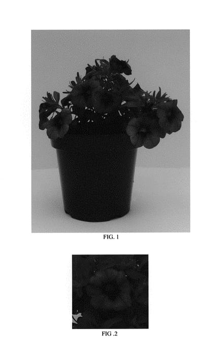 Figure 1 of US plant patent PP29491, the photograph of Balcongarlu printed in the patent.