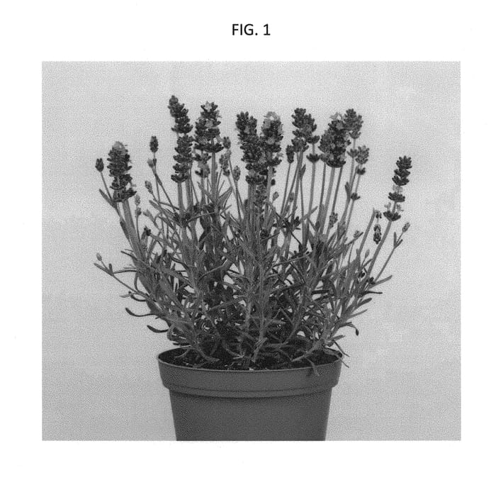 Figure 1 of US plant patent PP29492, the photograph of RUYLAA1701 printed in the patent.