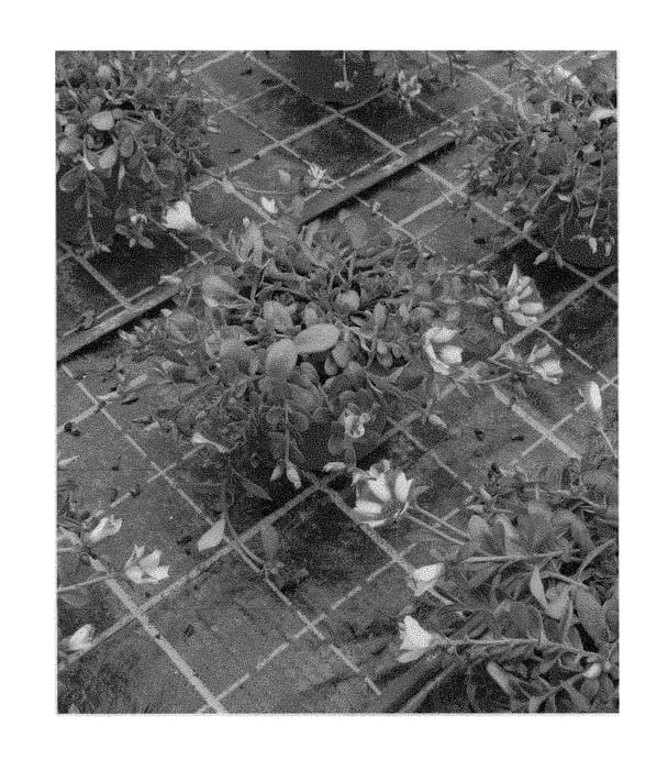 Figure 1 of US plant patent PP29493, the photograph of LAZPRT1604 printed in the patent.