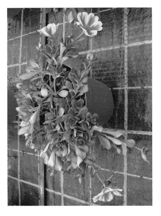 Figure 1 of US plant patent PP29495, the photograph of LAZPRT1609 printed in the patent.