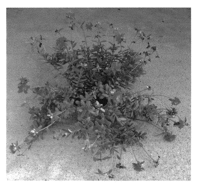 Figure 1 of US plant patent PP29496, the photograph of LAZPRT1617 printed in the patent.