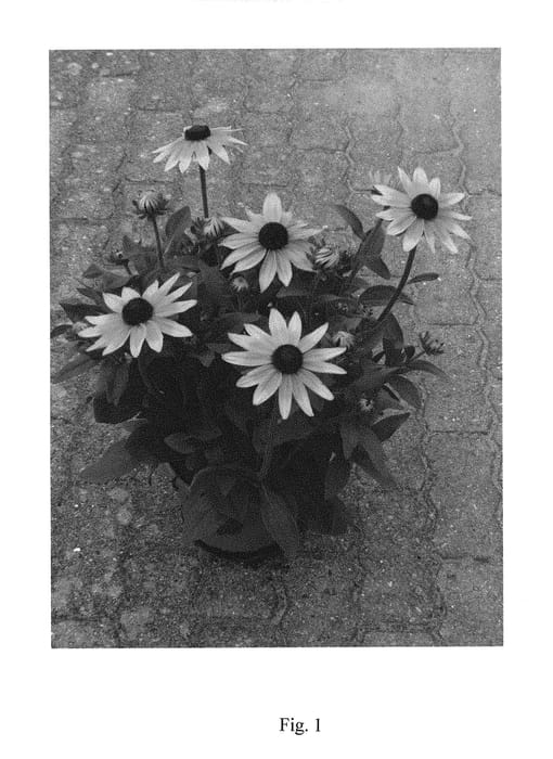 Figure 1 of US plant patent PP29497, the photograph of BullRudi 01 printed in the patent.