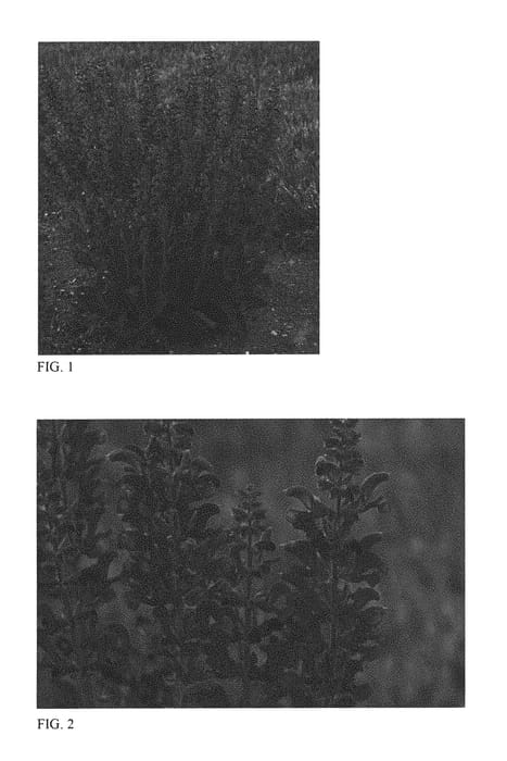Figure 1 of US plant patent PP29498, the photograph of Midnight Model printed in the patent.