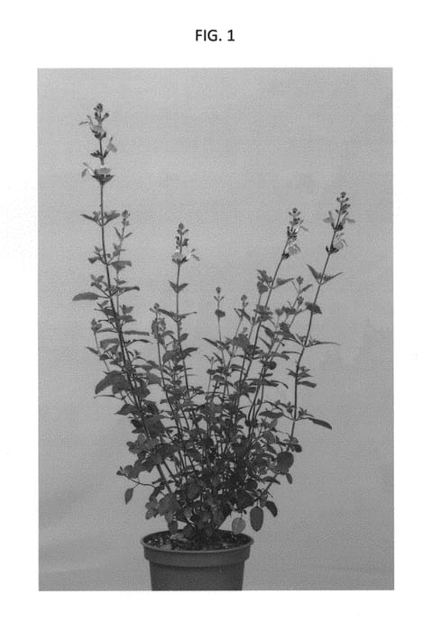 Figure 1 of US plant patent PP29499, the photograph of JEREMY printed in the patent.