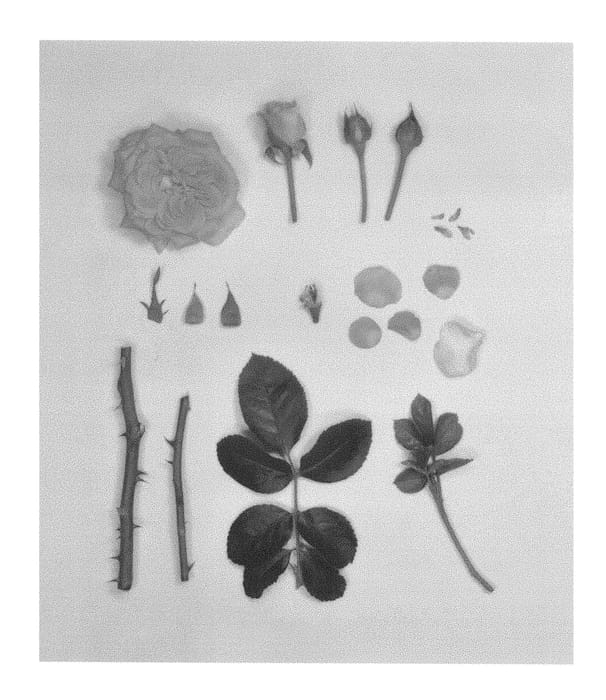 Figure 1 of US plant patent PP29500, the photograph of KORgeriora printed in the patent.