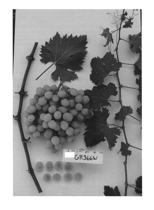 Figure 1 of US plant patent PP29501, the photograph of Sugrafiftyone printed in the patent.