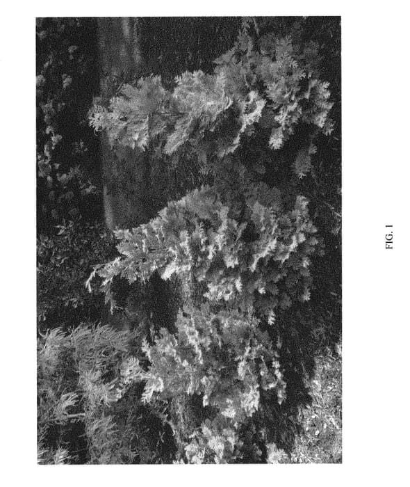 Figure 1 of US plant patent PP29502, the photograph of RIKACPMC printed in the patent.