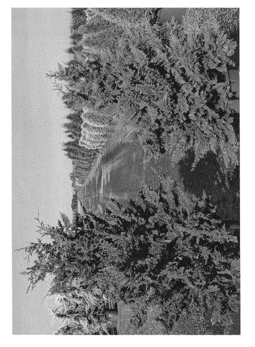 Figure 1 of US plant patent PP29503, the photograph of MonYur printed in the patent.