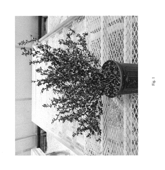 Figure 1 of US plant patent PP29504, the photograph of NCBX1 printed in the patent.