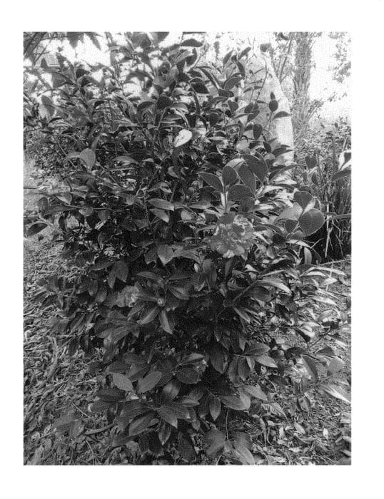Figure 1 of US plant patent PP29505, the photograph of HA011 printed in the patent.