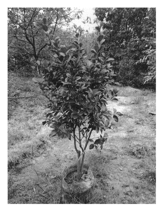 Figure 1 of US plant patent PP29506, the photograph of HA242 printed in the patent.