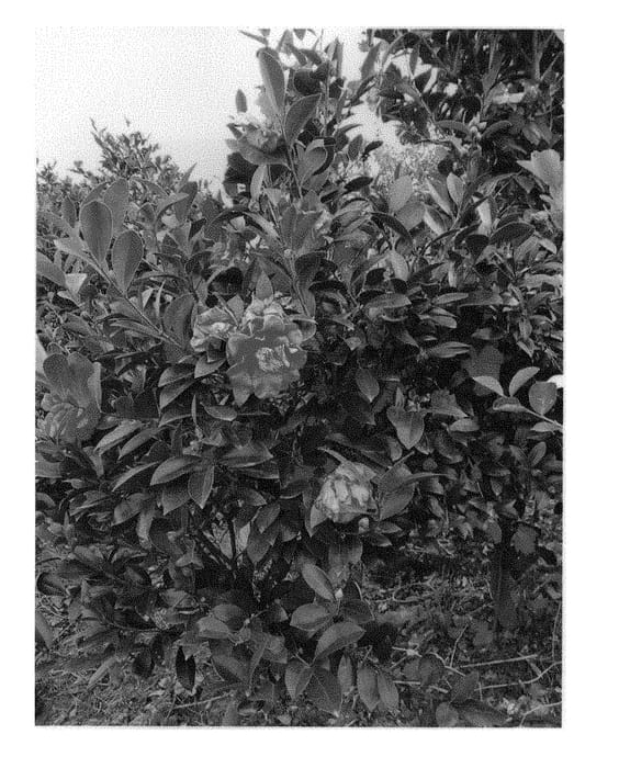 Figure 1 of US plant patent PP29507, the photograph of HA012 printed in the patent.
