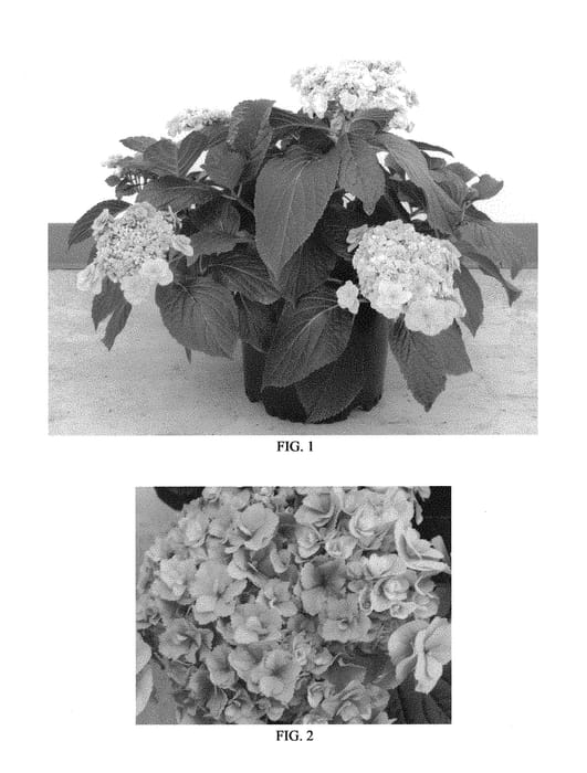 Figure 1 of US plant patent PP29508, the photograph of ICH10162B printed in the patent.